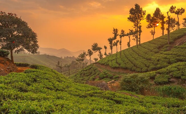 Kerala Bliss Escape